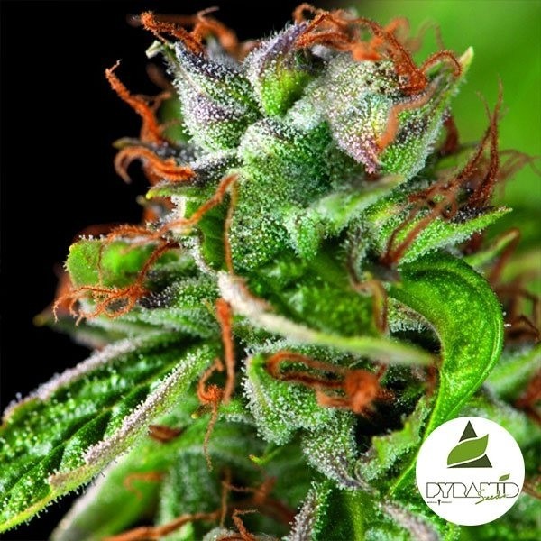 Visualizzazione Double OG Haze