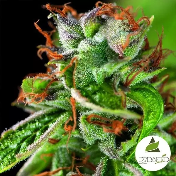 Visualizzazione Double OG Haze