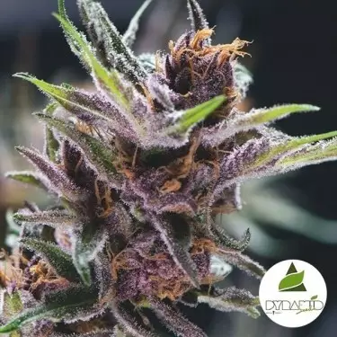 Black Cherry Punch
