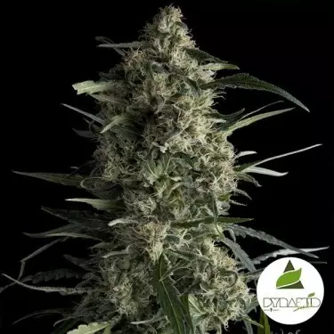 Comprare Galaxy CBD Pyramid Seeds Femminizzata- Grow Barato