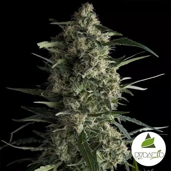 Visualizzazione Comprare Galaxy CBD Pyramid Seeds Femminizzata- Grow Barato