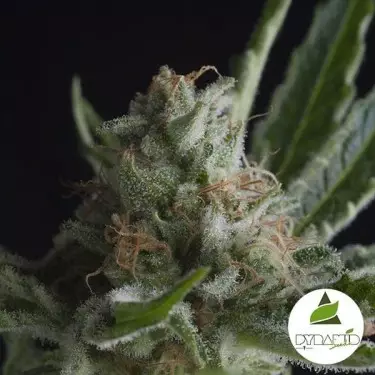 Compra ora Shark CBD Pyramid Seeds Femminizzata- Grow Barato