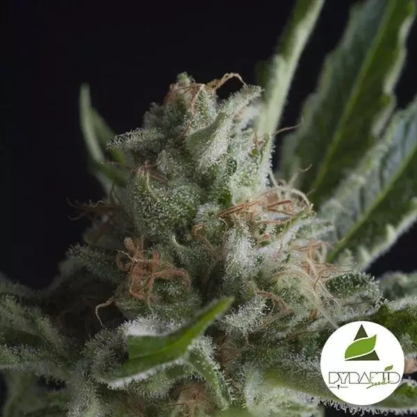 Visualizzazione Compra ora Shark CBD Pyramid Seeds Femminizzata- Grow Barato