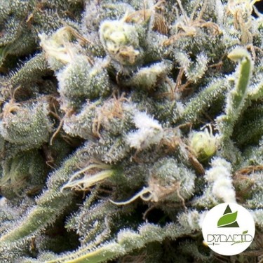Visualizzazione Comprare  White  Widow CBD di Pyramid Seeds-Grow Barato