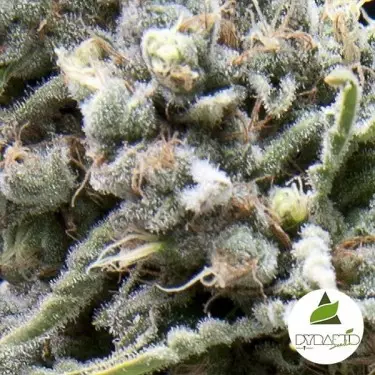 Comprare White Widow CBD di Pyramid Seeds-Grow Barato