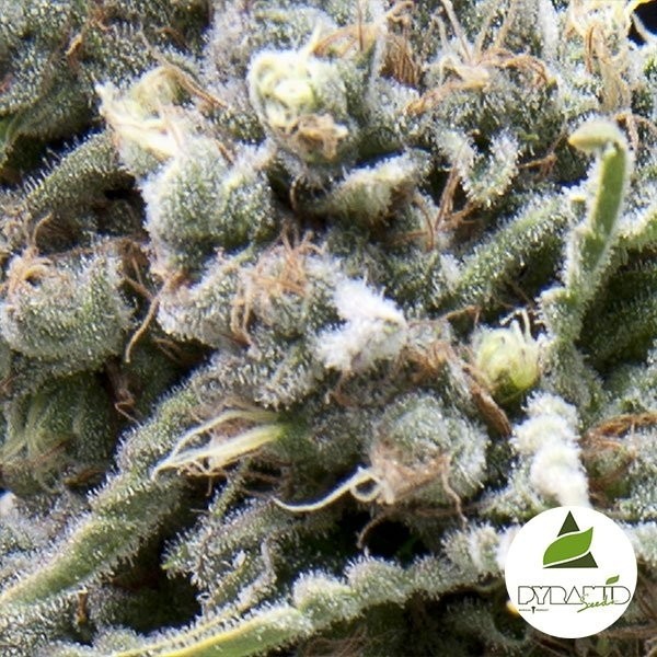 Visualizzazione Comprare  White  Widow CBD di Pyramid Seeds-Grow Barato