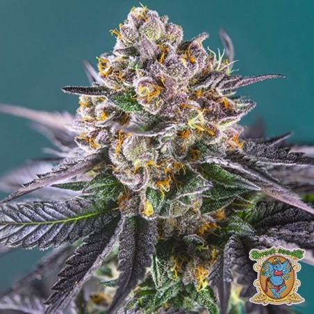Red Strawberry Banana Auto Sweet Seeds