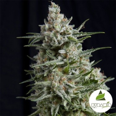 Anesthesia CBD