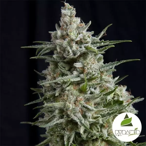 Visualizzazione Comprare Anesthesia CBD di Pyramid Seeds - Grow Barato