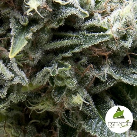 Auto New Your City CBD