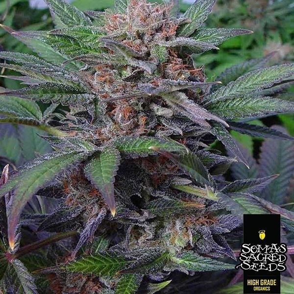 Somango Soma Seeds Femminizzata Originale | GB The Green Brand