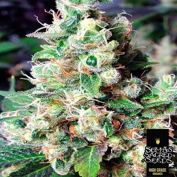 Visualizzazione NYC Diesel varietà femminilizzata Soma Seeds.