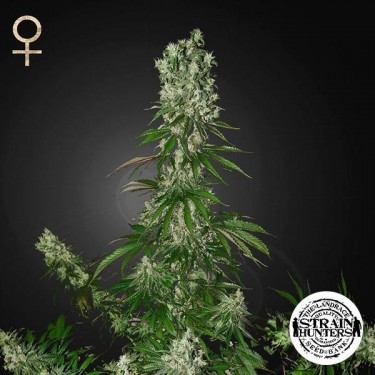 White Strawberry Skunk