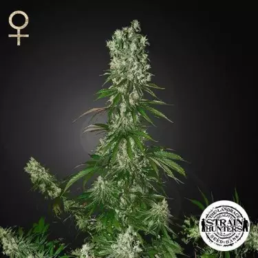 White Strawberry Skunk di Strain Hunters Seed