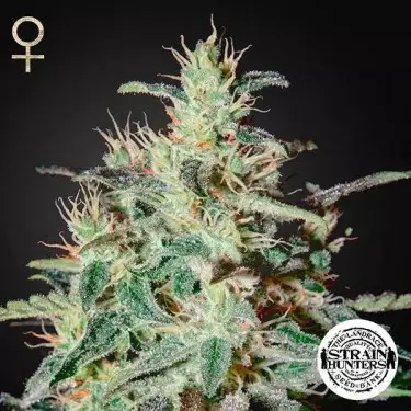 White Lemon di Strain Hunters Seed Bank.