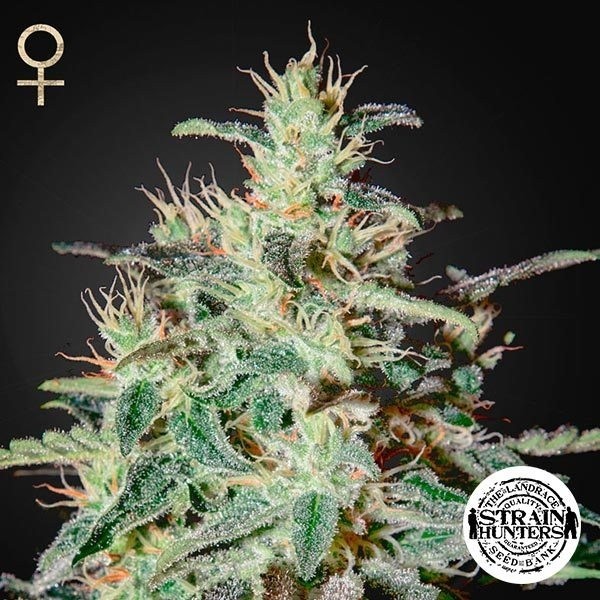 Visualizzazione White Lemon di Strain Hunters Seed Bank.