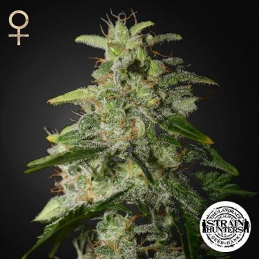 Visualizzazione Money Maker di Strain Hunters Seed Bank.