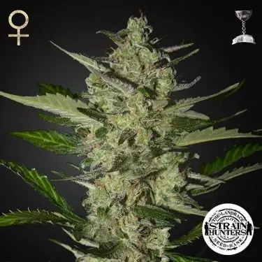 Flowerbomb Kush di Strain Hunters Seed Bank.