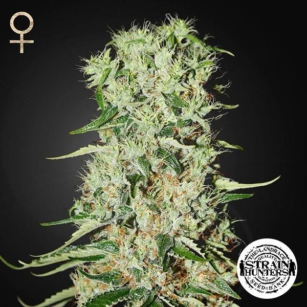 Damnesia di Strain Hunters Seed Bank.