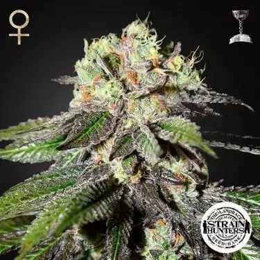 Caboose femminilizzata Strain Hunters Seeds.