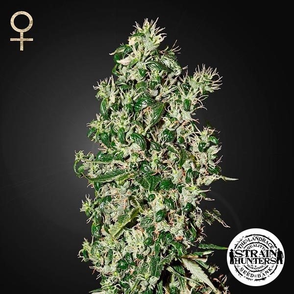 Visualizzazione Big Tooth Fem. di Strain Hunters Seed Bank.