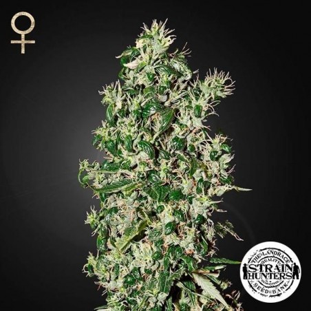 Big Tooth Fem. di Strain Hunters Seed Bank.