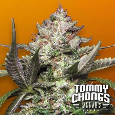 Visualizzazione Auto Kong 4 di Paradise Seeds Autofiorente