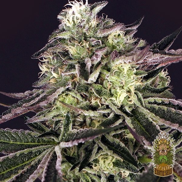 Visualizzazione Acquista Purple Shot di Exotic Seed - Grow Barato