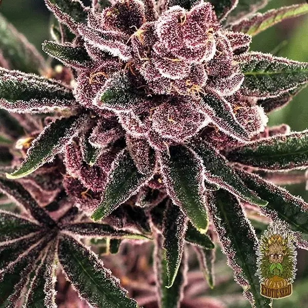 Visualizzazione Tropical Fuel