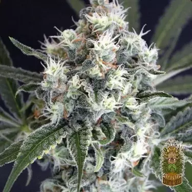 medxotic Pure CBD di Exotic Seed - GB