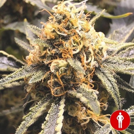 Recovery CBD
