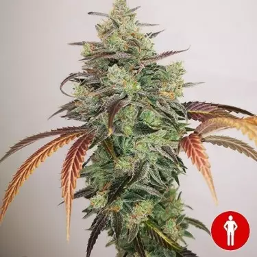 Comprare Y Greca 2.0 Medical Seeds-GB