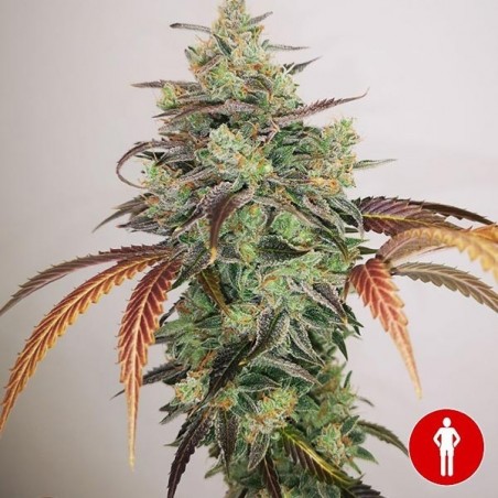 Comprare Y Greca 2.0 Medical Seeds-GB
