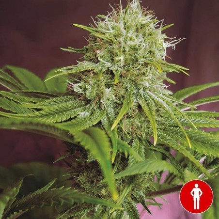 Elixir Vitae CBD- GB
