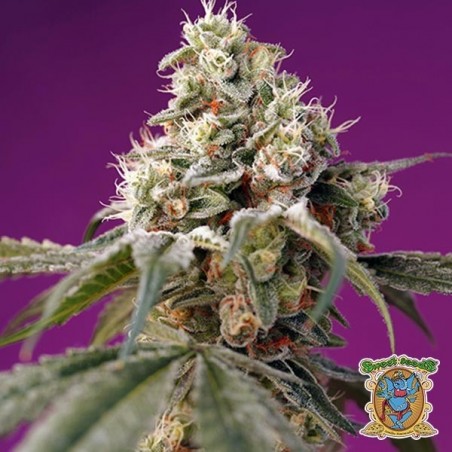 Bruce Banner Auto Sweet Seeds autofiorente - Grow Barato