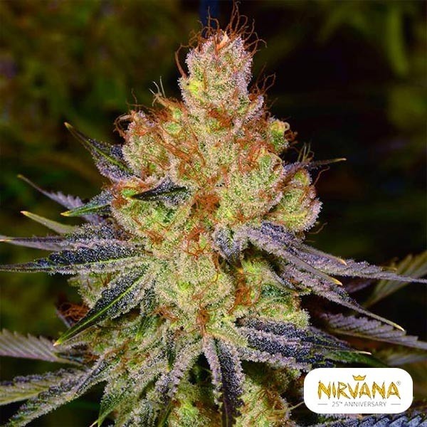 Visualizzazione California Orange Bud