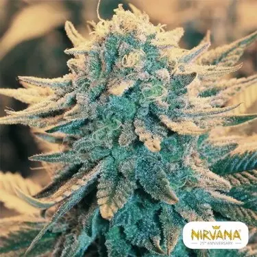 Acquista B52 di Nirvana Seeds Femminizzata - Grow Barato