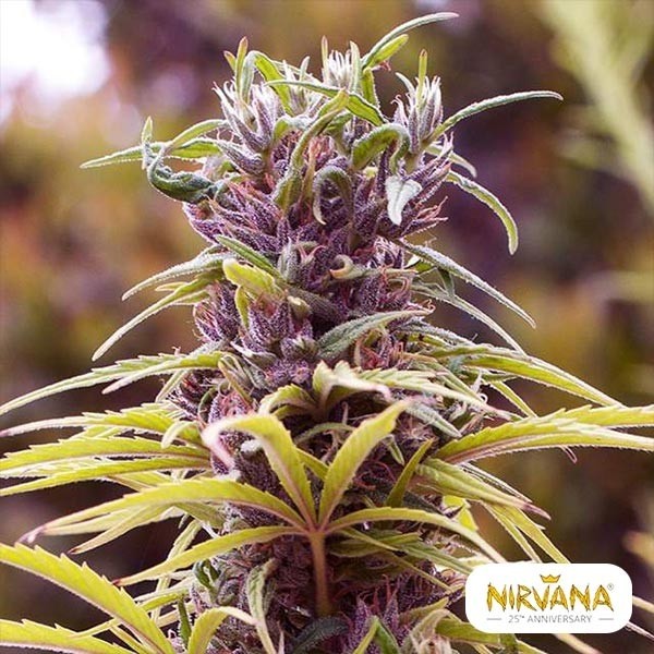 Visualizzazione Durban Poison