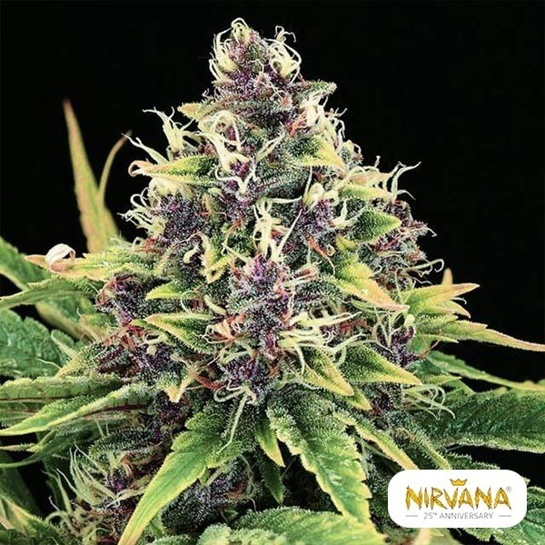 Visualizzazione Hindu Kush
