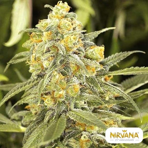 Visualizzazione Acquista Green Crack di Nirvana Seeds - Grow Barato