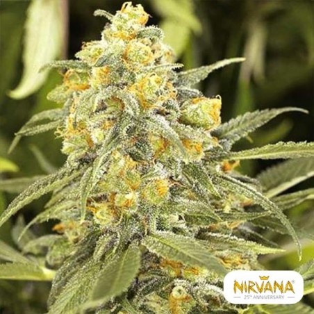Acquista Green Crack di Nirvana Seeds - Grow Barato