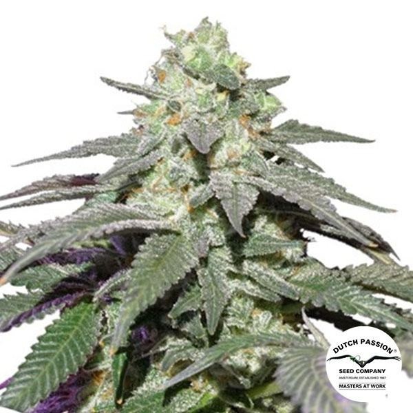 Visualizzazione Auto Skywalker Haze