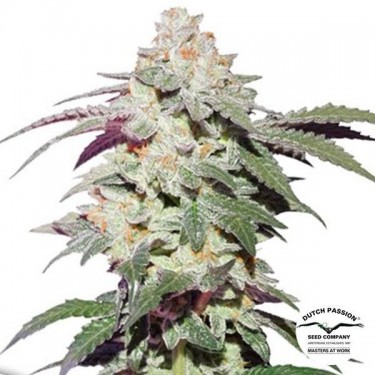 Visualizzazione Skywalker Haze