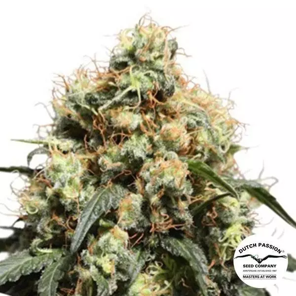Visualizzazione Bruce Lemon Diesel