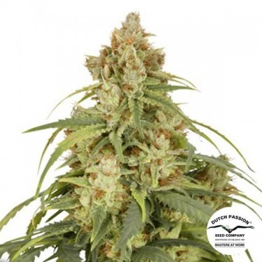 Auto CBD-Victory