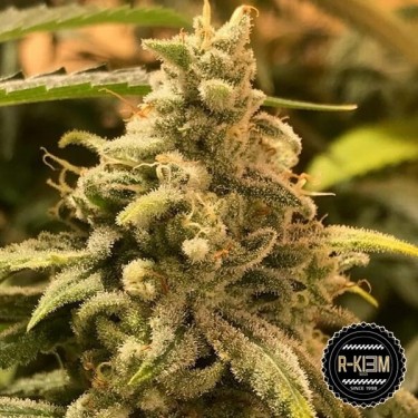 Comprare Dead Cheese di R-Kiem Seeds- Grow Barato