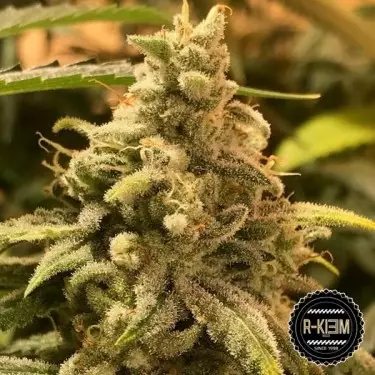 Comprare Dead Cheese di R-Kiem Seeds- Grow Barato