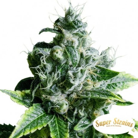 Eden CBD
