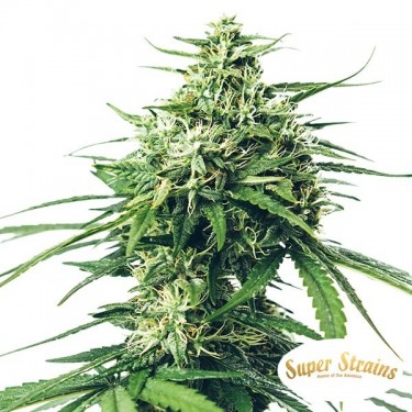 Comprare Saga CBD di Super Strains- Grow Barato