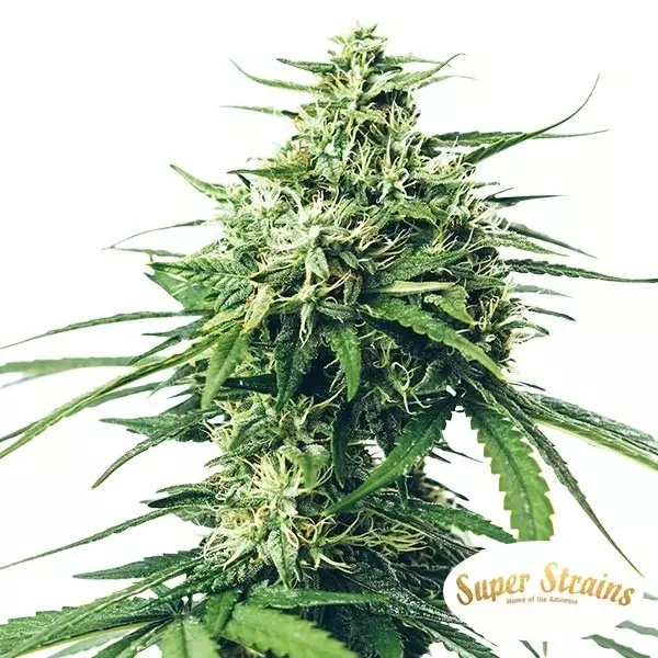 Visualizzazione Comprare Saga CBD di Super Strains- Grow Barato